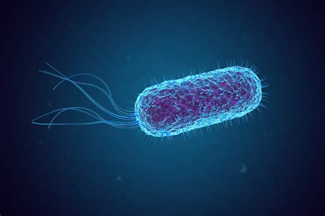 Escherichia Coli Bacteria Under Microscope Stock Photo - Download Image ...