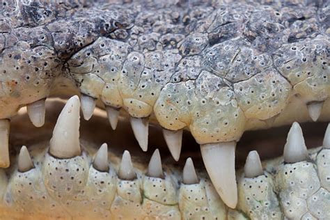 Top 60 Alligator Teeth Stock Photos, Pictures, and Images - iStock