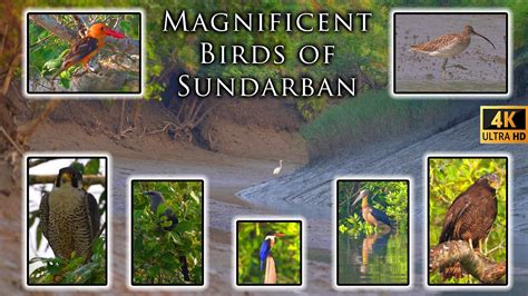 Sundarban bird watching | birds video | bird watching 4k video ...