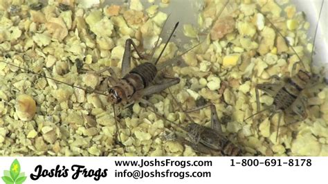 Banded Crickets - A Superior Feeder Insect - YouTube