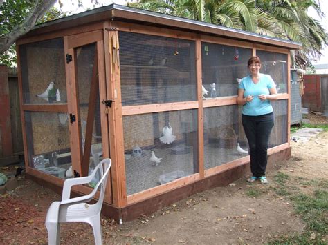 How to Create an Aviary for Rescued Pigeons or Doves | Palomacy ...