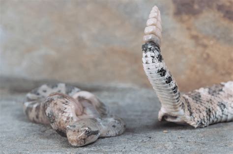 Rattlesnake Laying Eggs