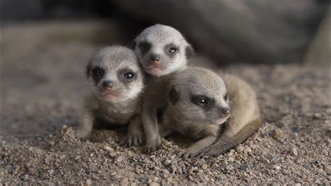 Meerkat babies take first steps - YouTube