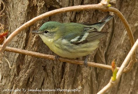 Cerulean Warbler (female)