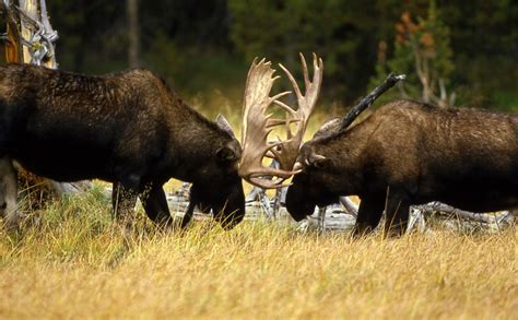 Two moose fighting image - Free stock photo - Public Domain photo - CC0 ...