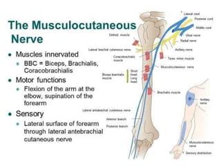 Musculocutaneous Nerve Function