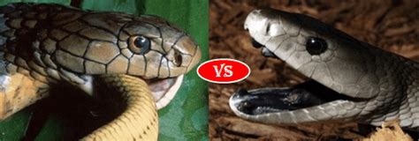 Black mamba vs King cobra fight comparison- who will win?