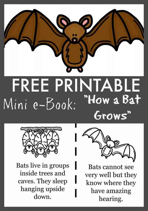 Bat Facts For Kids Pdf