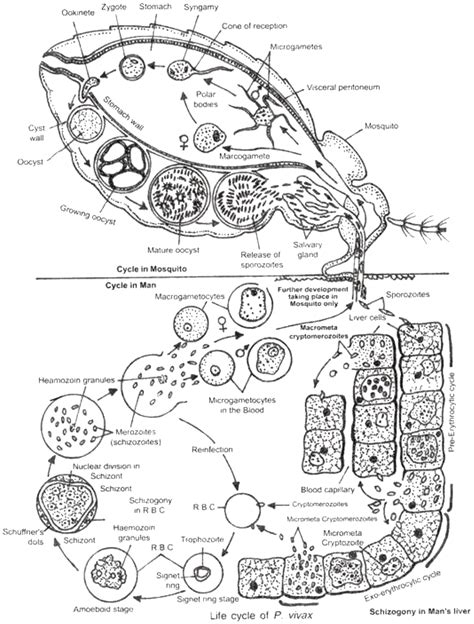 life cycle of plasmodium vivax in mosquito - Issac Mixon