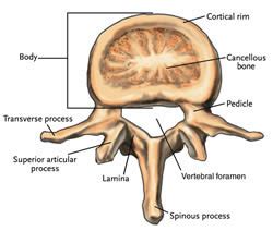 Vertebrae » SONSA