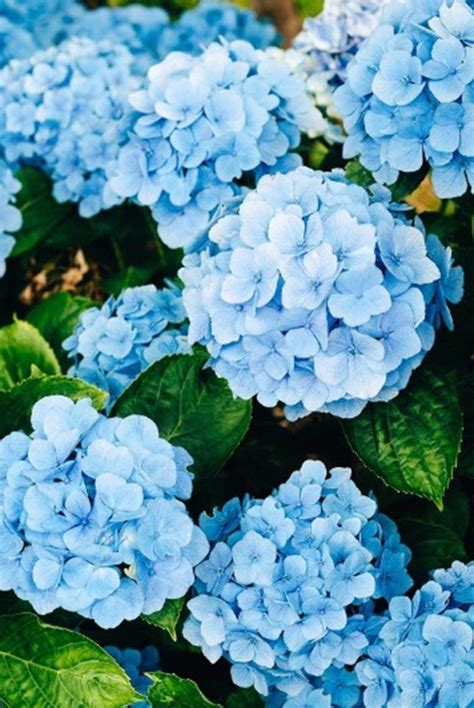 Beautiful Pictures Of Blue Flowers