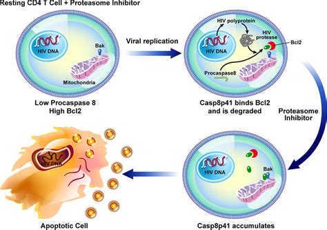 Schematic model of the effects of proteasome inhibitors of HIV-infected ...