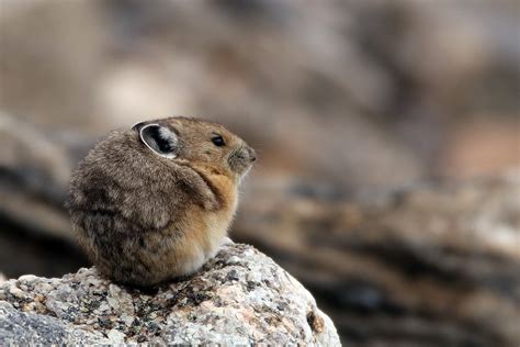 Colorado | Rocky Mountain Pika