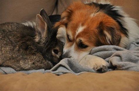 Dog and Bunny Are Best Friends | Cute animals puppies, Dog friends ...