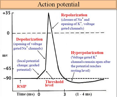 Action potential Diagram | Quizlet