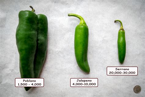 How Hot Are Serrano Peppers? | Mexican Please