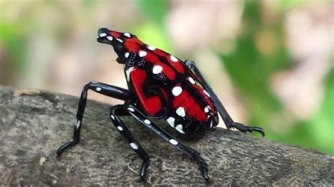 Spotted lanternflies start hatching this month in Pa.