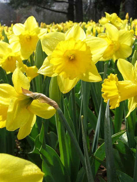 File:Yellow daffodils - floriade canberra.jpg - Wikipedia