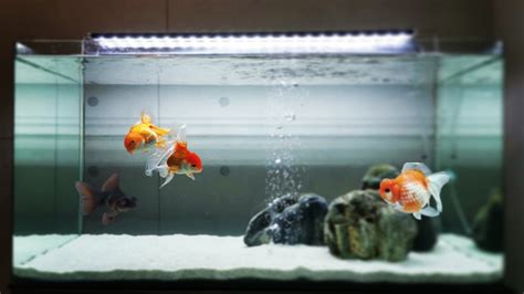 Goldfish In A Tank