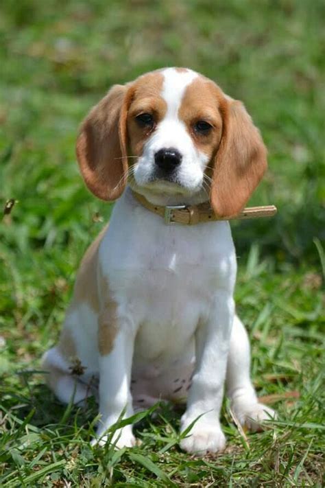 Beaglier Beagle + Cavalier king charles spaniel | Beagle puppy, Cute ...