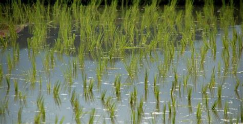 Why Does Rice Grow in Water? | Farming Base