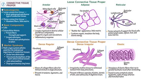 Anatomy & Physiology: Connective Tissue Proper | ditki medical ...