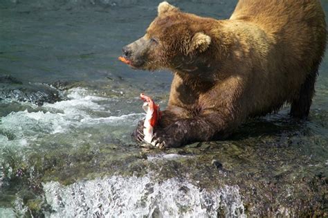 Brown Bears - Bears (U.S. National Park Service)