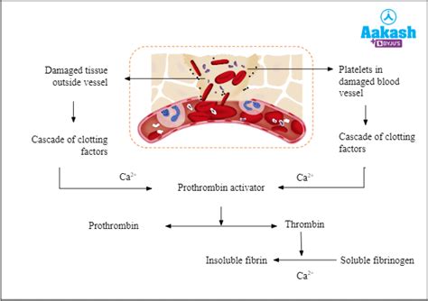 Mendelian Disorders in Biology: Definition, Types and Importance | AESL