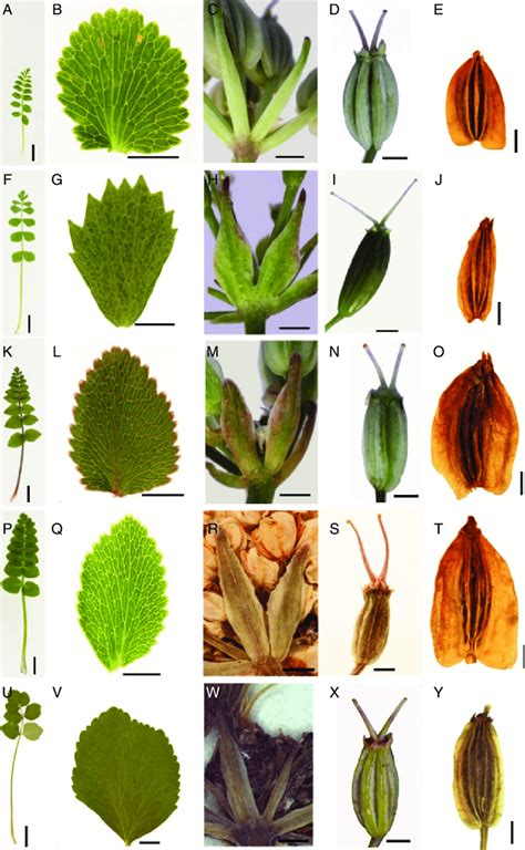 Comparison of morphological features in Gingidia amphistoma, G. grisea ...