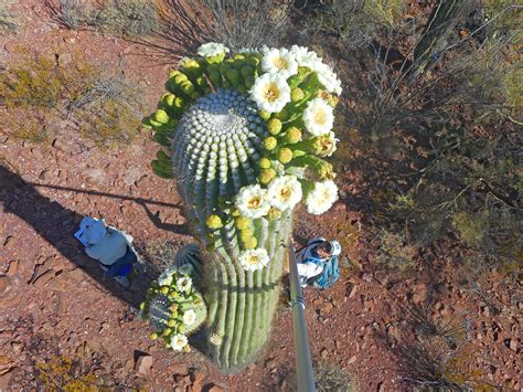 Saguaro Flower Power Project - Saguaro National Park (U.S. National ...