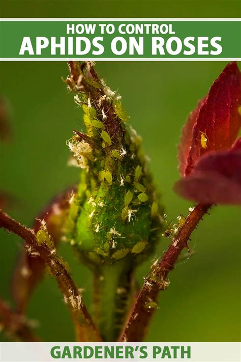 How to Control Aphids on Roses | Gardener’s Path