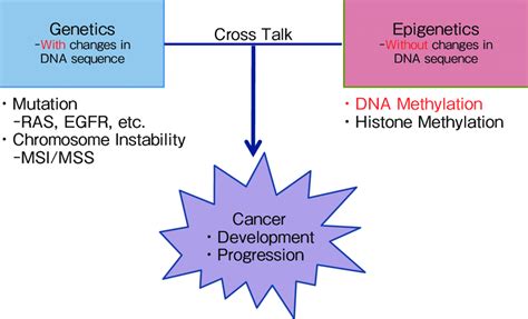 Epigenetics And Cancer