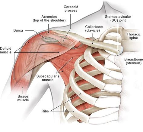 Shoulder Joint Muscles