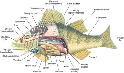 Internal Anatomy Of A Perch - The Anatomy Stories