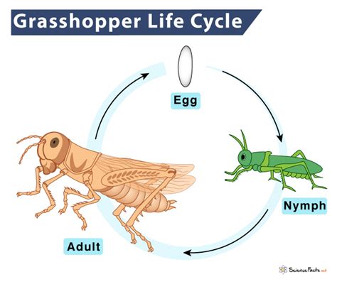 Grasshopper Life Cycle - Stages and Diagram