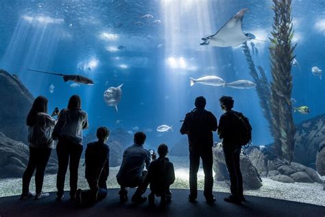 Lisbon Oceanarium (Oceanario de Lisboa) Admission Ticket 2024