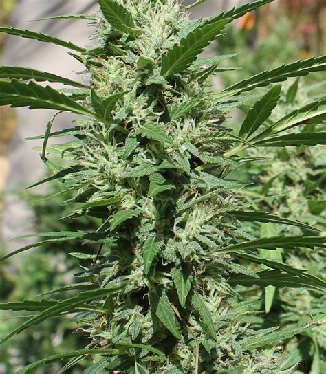 Silver Haze Strain Review | How To Grow Weed