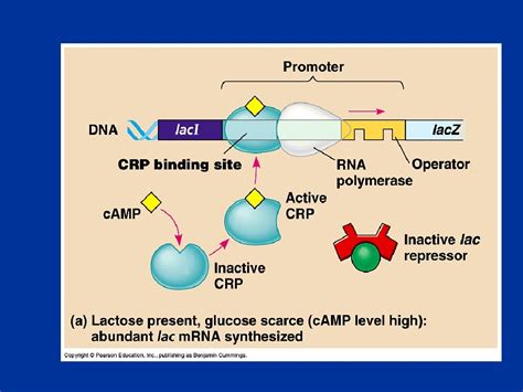 Prokaryotic Gene Regulation