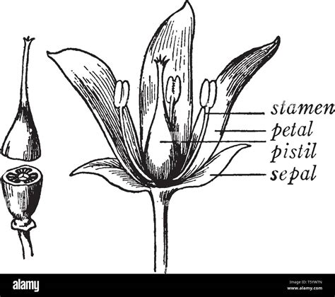 The Picture shows parts of the flower plant. It shows the stamen ...