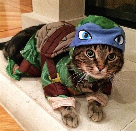 Cat Cosplay Universe — teenage mutant ninja cat