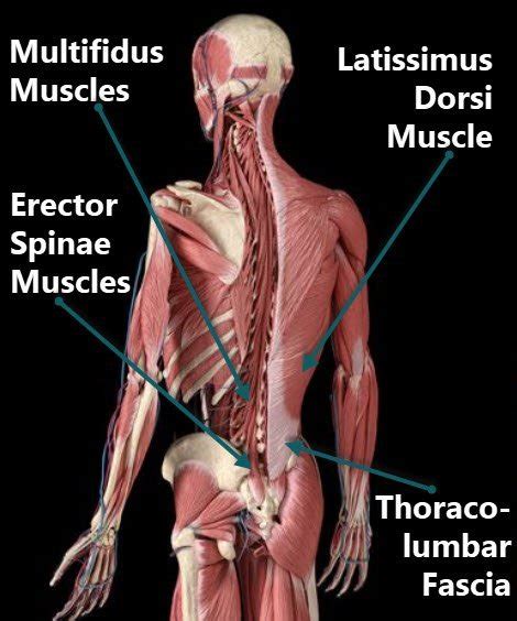 Lower Back Body Parts