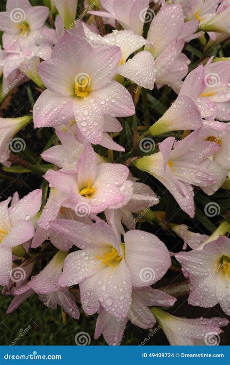 Rain drops on flowers stock photo. Image of pink, flowers - 49409724