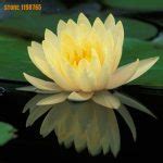 5pcs Water Lilies Seeds - BuyingSeed.com