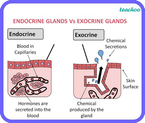 [Class 10] Difference between Endocrine glands and Exocrine glands.