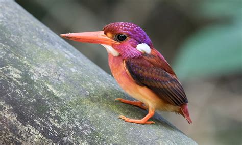 Extremely Uncommon Dwarf Kingfisher Captured on Camera for the First ...