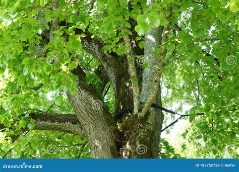 Very Old Hollowed Out Tree that Still Hasn`t Died Photographed in ...