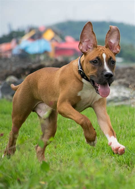 German Shepherd Pitbull Mix - A Complete Guide to this Unusual Cross ...