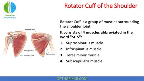 Rotator Cuff Of The Shoulder | OrthoFixar 2024