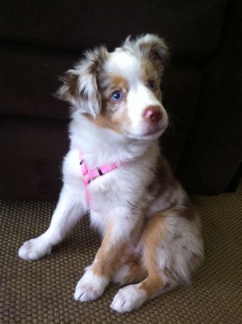 Princess Kailani - red Merle mini aussie | Aussie puppies, Dogs ...