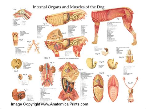 Dog Internal Anatomy Poster